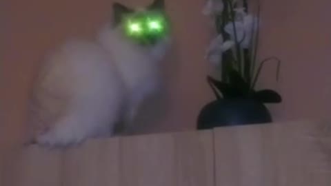 My Extraterrestrial cat !