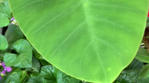 Water Droplet Oscillating on an Elephant Ear Leaf