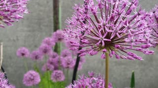 Bee pollinates a flower