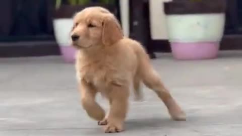 Funny Dog video