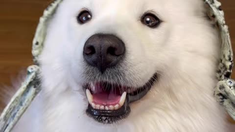 Just cuteness, no brains 🥰 #dog #samoyed