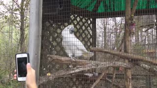 Song parrot