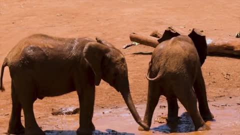 Cute baby elephants playing ❤❤❤❤