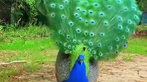 Peacock 🦚 morning dance wow || Fun2rumble