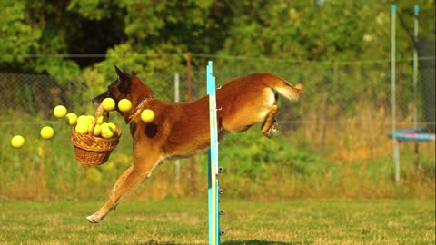 Dog Jumping With ball basket - Funny dog