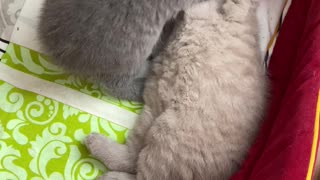 Kitten Caressing Brother Before Bedtime