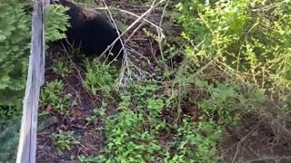 Bear Family Stops in to Visit Family Cabin