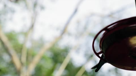 beautiful hummingbird standing in the air in slow motion