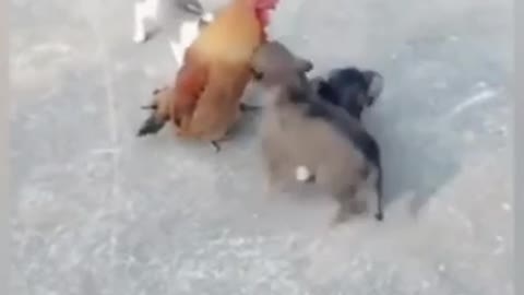 Dog Vs Chicken - Funny Dog Fight Compilation