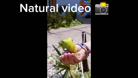 Natural. Video. Bird