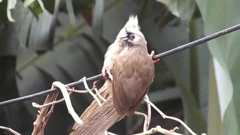 Amazing Parrot Video on rumble