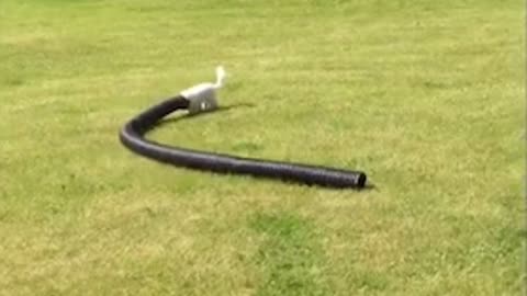 Excitable US dog runs in circles with giant tube on its head