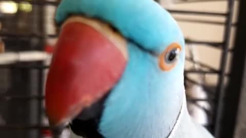 Indian Ringneck Parrot telling owner what to do