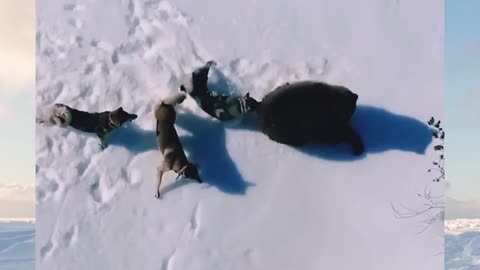 Fight between wild dogs and a bear 🐻