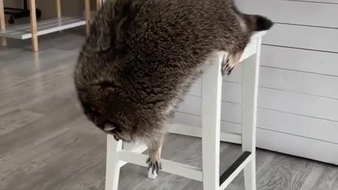 wildanimalsdoingthings - A very thicc trash panda @raccoon.tema