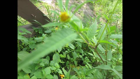 Looking Beautiful Wild Jewelweed August 2021