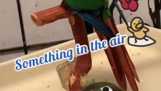 Parrot staring at nothing