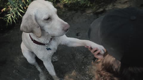 A cute dog giving the paw while sitting on a small steam