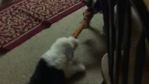 Puppy gets dragged across the floor playing