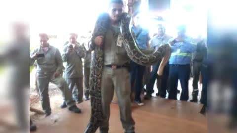 Man Rises Snake Big On Shoulders