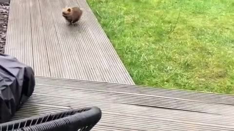 Sweet Little Mini Pomeranian Figures Out Stairs For Treat