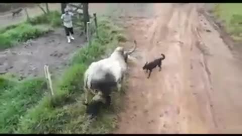 Bull vs dog fight