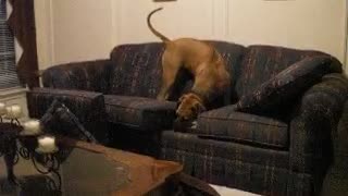 Ridgeback with sofa issues