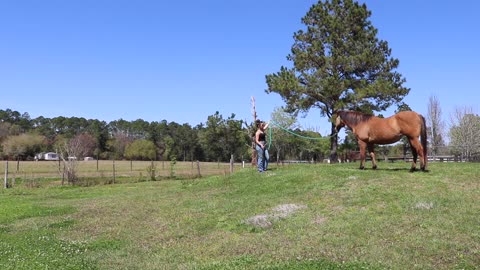 Groundwork With My Horse - Barn Vlog