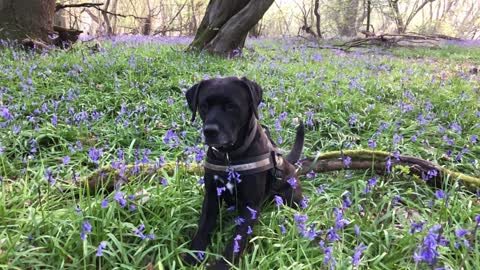 Hank in the bluebells 2019