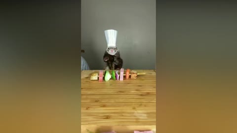 CUISINE TUTORIAL FUNNY OTTER