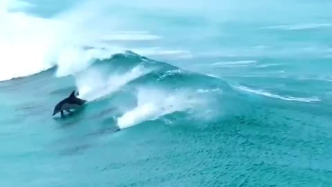 Dolphins share the ultimate party wave #shorts #shortvideo #video #virals #videoviral