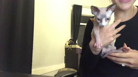 Farting Hairless Dwarf Cat