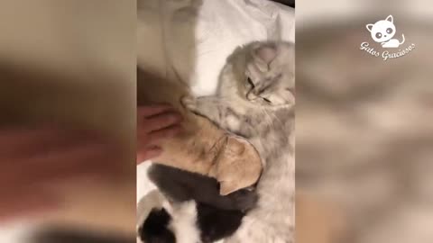 Videos of Hilarious and CUTE CATS 😻 To LAUGH