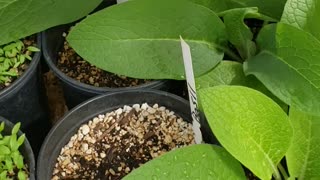 Greenhouse herb seedlings