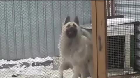 German Shepherd Dog Dancing And Stepping On The Beat