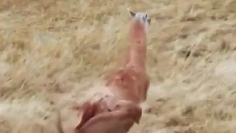 # Cougar VS Alpaca # Cougar # alpaca # Wildlife zero-distance # Animal World