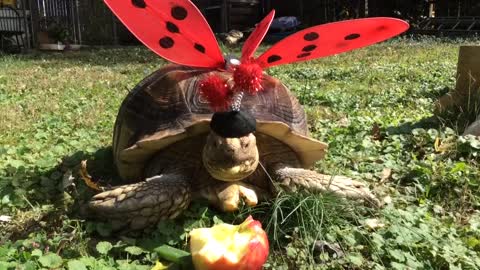 No Tricks Just Treats for Bob the Tort