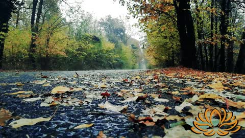 Gentle Rain || Sleep Music || Sleep, Study, Relax, Reduce Stress