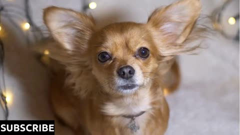 Adorable funny longhair chihuahua dog on plaid