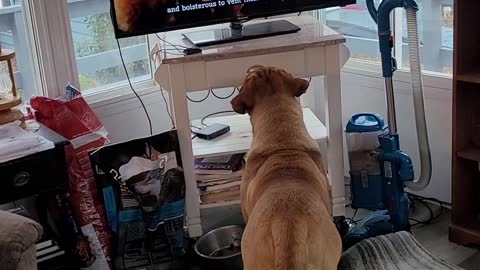 Mack Daddy watches nature show