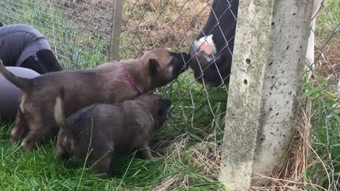 A quel âge faut il éduquer son chien ?