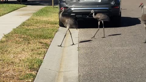 Baby crane growing