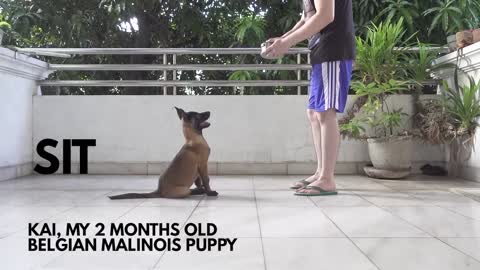 Belgian Malinois Puppy Training and they are fun way dog training and dog training academy