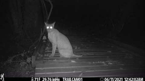 Very Vocal Young Bobcat