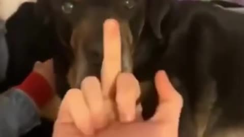 Dog reacts to getting flipped off! #shorts