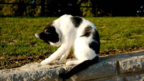 A Cut Cat cleaning Her Self