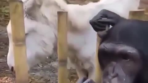 Monkey playing music in front of the donkey