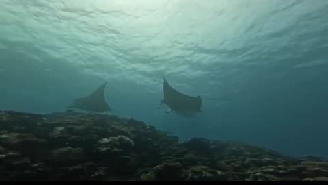 snorkeling in the Sea of Japan