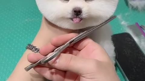 This cute puppy is getting her first haircut