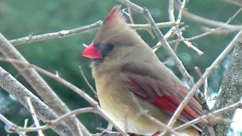 Cardinal